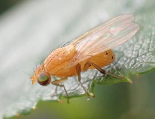 Sapromyzosoma quadripunctata